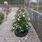 Montecelos Tatil Evi