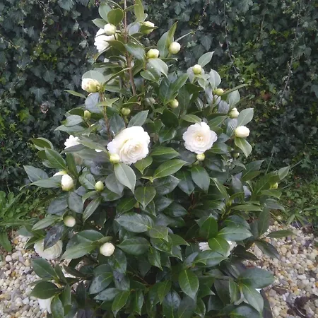 Montecelos Holiday home