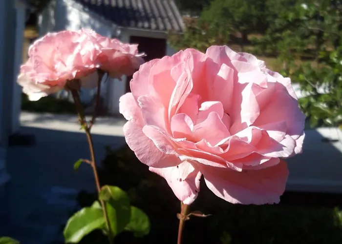 Montecelos * Antas de Ulla